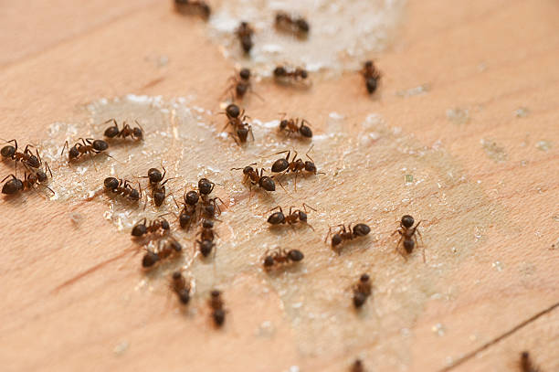 Wildlife Control Services in Blackhawk, CA